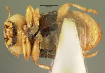 Media type: image;   Entomology 6748 Aspect: habitus ventral view